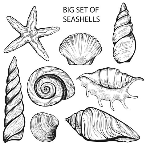 Sea Shell Drawing at GetDrawings | Free download