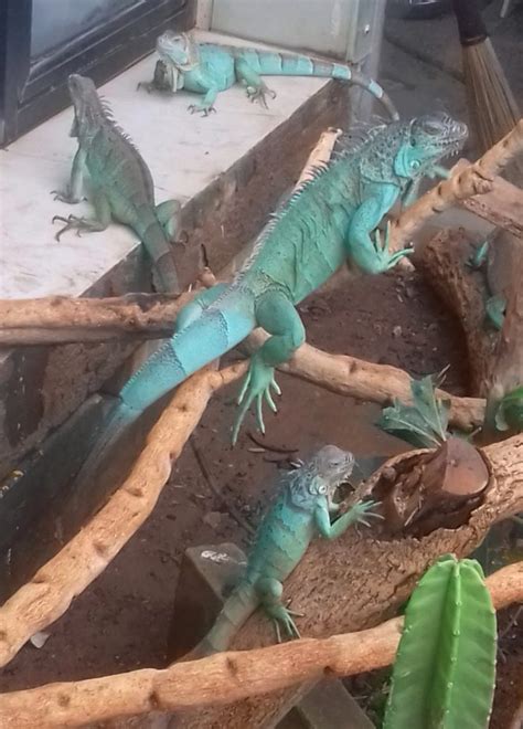 Blue Iguana ~ Saturday Critters - Virily