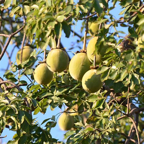 Baobab | Description, Species, Distribution, & Importance | Britannica