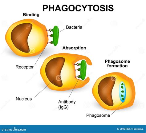 Phagocytosis stock illustration. Image of macrophage - 38904896