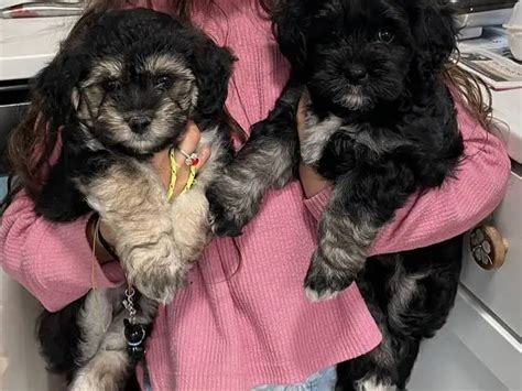 4 Havachon puppies for sale in Houston - Puppies for Sale Near Me