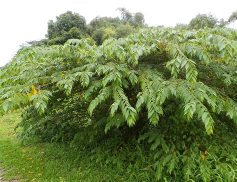 Strawberry Tree Aratiles Kerson Fruit Muntingia Calabura - 25 Seeds