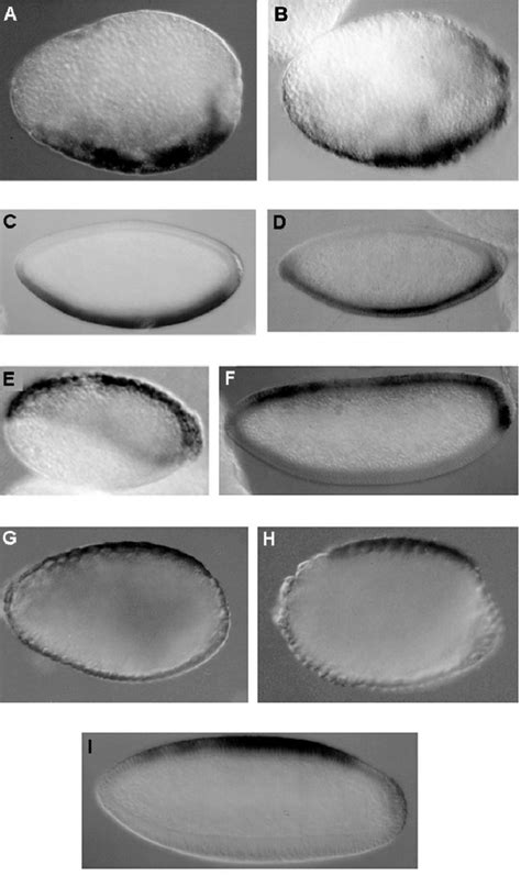 Analysis of dorsal-ventral gene expression in a Rhynchosciara americana... | Download Scientific ...