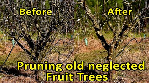 Fruit Trees - Home Gardening Apple, Cherry, Pear, Plum: Fruit Tree Pruning Before And After