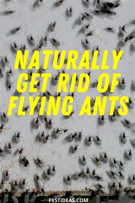 Get Rid of Flying Ants- Fast, Natural, and Effective