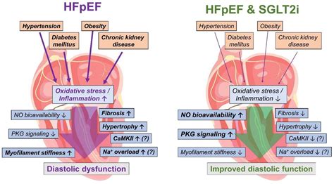 Frontiers | Potential Mechanisms of SGLT2 Inhibitors for the Treatment of Heart Failure With ...