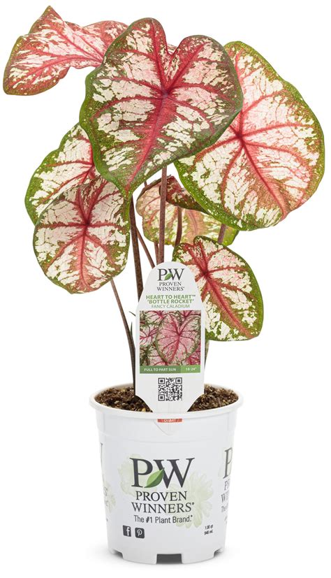 caladium_heart_to_heart_bottle_rocket_1-qt.jpg | Proven Winners