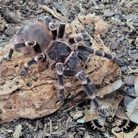 Brazillian black and white Tarantula for Sale | Tarantulas for Sale ...