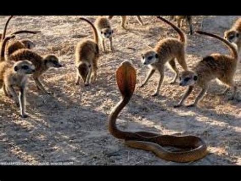 Meerkat and Snake Fight | Animal Word - YouTube