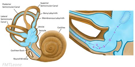 Vertigo - Causes - Differential Diagnosis - Management - TeachMeSurgery