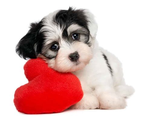 Puppy kisses are full of affection, loyalty and about 700 kinds of bacteria