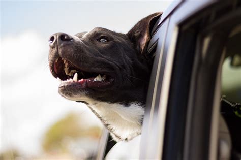 These Dog Hanging Out the Car Window Will Make You Smile!