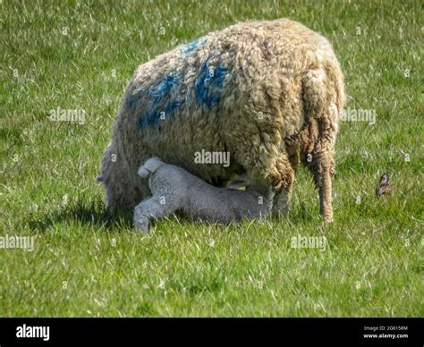 lamb feeding from his mother ewe Stock Photo - Alamy