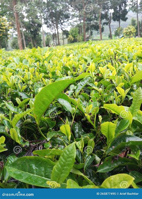 Tea Plantation at Gunung Mas Puncak Bogor Stock Image - Image of puncak, plantation: 265877495