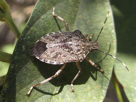 Stink Bug 101: An Introduction to Stink Bugs - The Infinite Spider