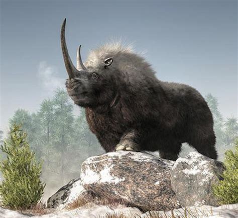 Woolly rhino from the Ice Age found in Russia - The Hindu