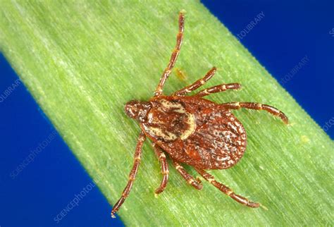 Dermacentor variabilis, American Dog Tick - Stock Image - C044/8709 - Science Photo Library