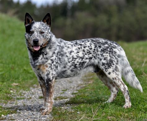 Australian Cattle Dog - Temperament, Lifespan, Shedding, Puppy