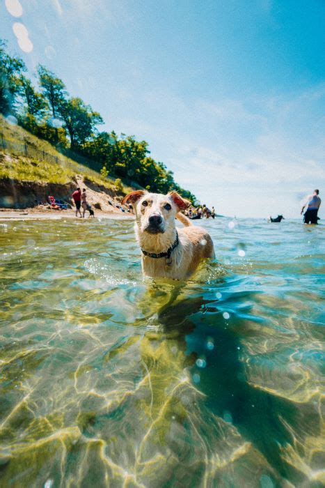 A Guide to Michigan's Pet-Friendly Beaches | Michigan