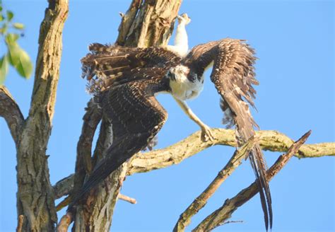 Rescued Md. osprey dies suddenly of extreme exertion and stress - WTOP News