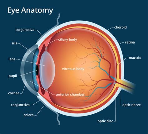 Anatomy of the eyeball