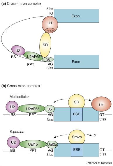 SR proteins: a foot on the exon before the transition from intron to exon definition: Trends in ...