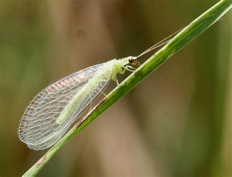 Green lacewing (270)