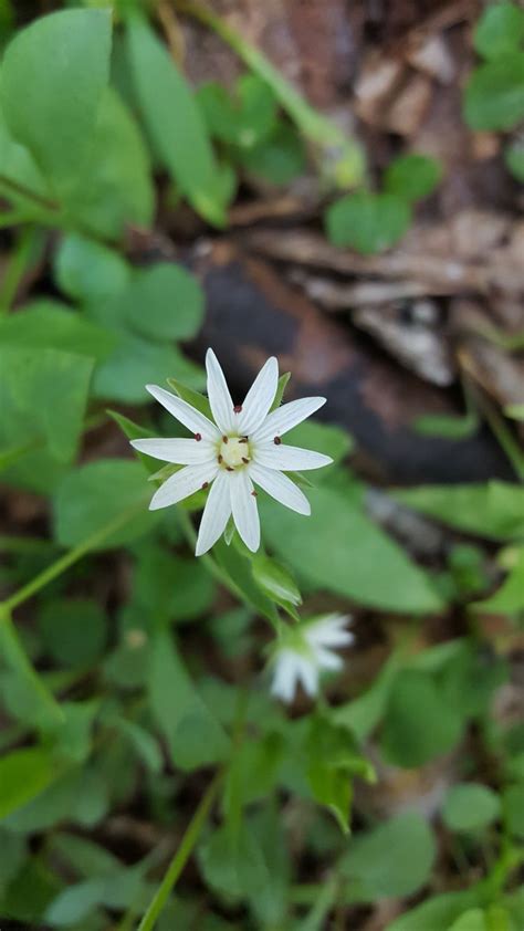 17 Smoky Mountain Wildflowers To Spot On Your Next Trip