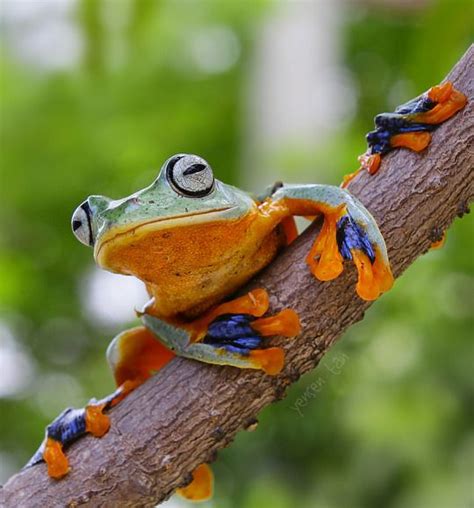 Flying frog @danilove_xo Amphibians, Reptiles, Mammals, Lizards, Types Of Frogs, Frog Pictures ...