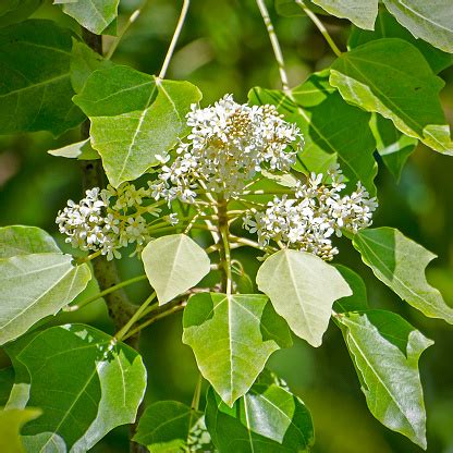 Flowers And Leaves Of Candlenut Tree Aleurites Moluccanus Stock Photo ...