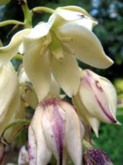 New Mexico State Flower: Yucca Flower