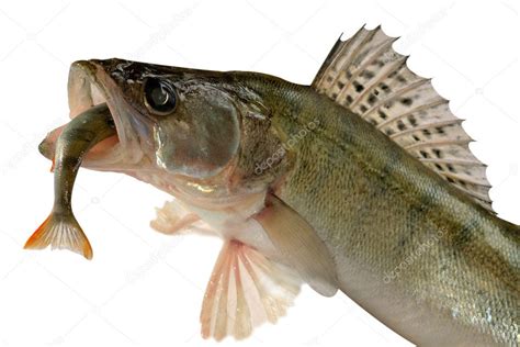 Pike perch — Stock Photo © Goruppa #4390683