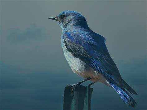 Mountain Bluebird: The State Bird of Nevada