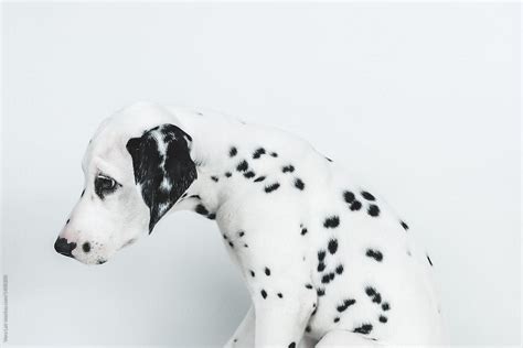 "Sad Dalmatian Puppy" by Stocksy Contributor "Vera Lair" - Stocksy