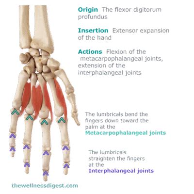 Lumbrical Muscles Of The Hand: Hand And Finger Pain - The Wellness Digest