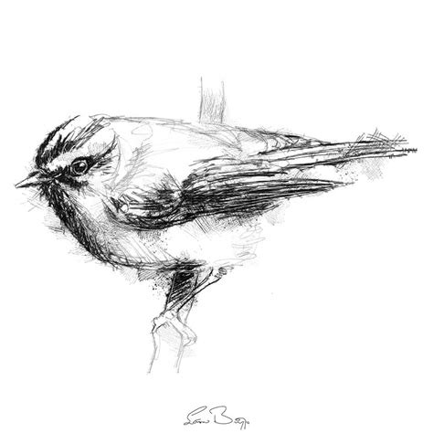 Firecrest sketch | SeanBriggs