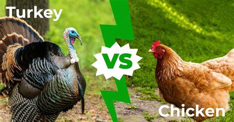 Turkey vs Chicken: 7 Main Differences Explained - A-Z Animals