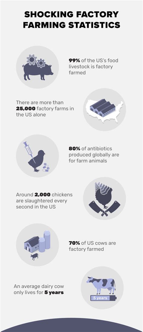 14 Disheartening Factory Farming Statistics & Facts to Know in 2024 ...