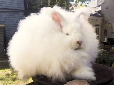 How Big Do Angora Rabbits Get? Angora Rabbit Size Chart