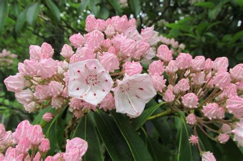 Appalachian trail. | Mountain laurel, Flowers, Shenandoah national park