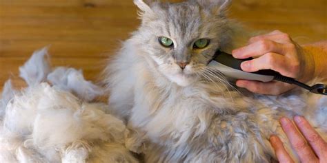 How to Help a Cat with Matted Fur