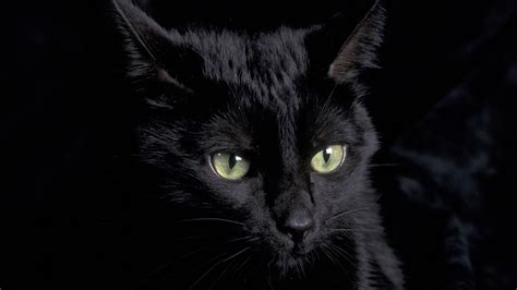 Black Kittens With Green Eyes Wallpapers - Wallpaper Cave