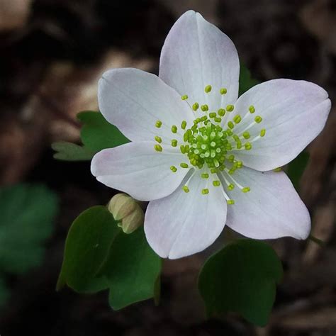 White Flower 6 Petals by erarebirth on DeviantArt