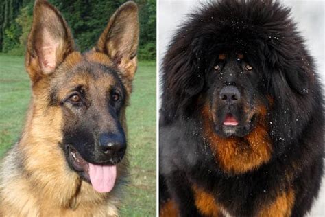 Tibetan Mastiff German Shepherd Mix Breed Facts and Traits