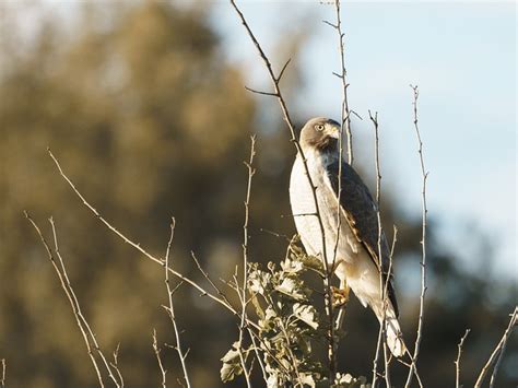 Bird Branches Chimango - Free photo on Pixabay - Pixabay