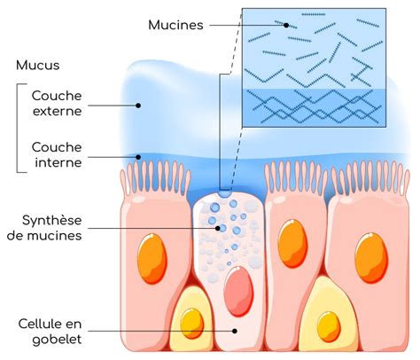Mucus : caractéristiques et rôles biologiques - Nutrixeal Info