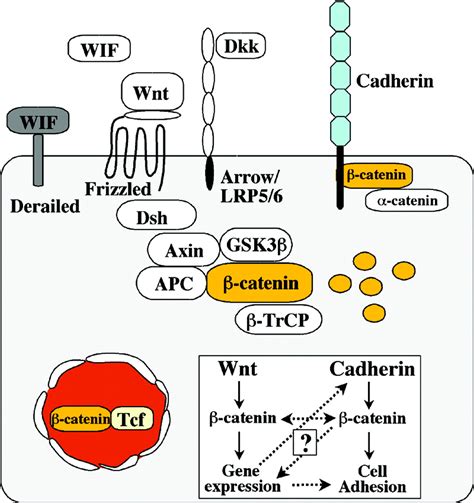 Convergence of Wnt, ß-Catenin, and Cadherin Pathways | Science