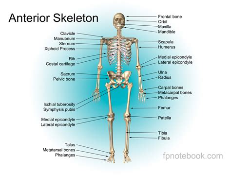 Human Bone Anatomy Chart : Vector Illustration Of Diagram Of Human Bone Anatomy ... / Anatomy ...