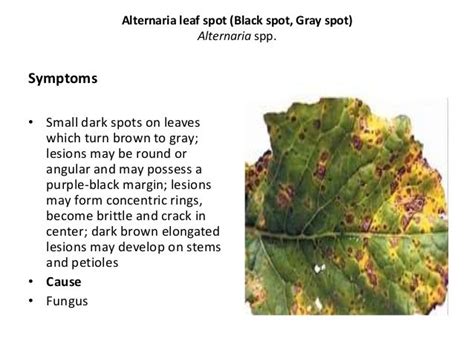 Mustard crop diseases A Lecture by Mr Allah Dad Khan