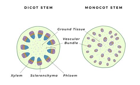 Plant Biology Basics – Guest Post by Daniel Fuller – Deep Green ...